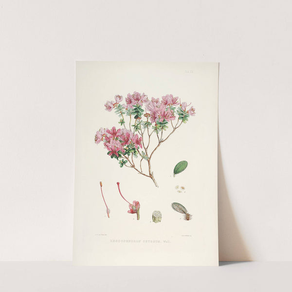 The Rhododendrons of Sikkim-Himalaya Pl.20 by Walter Hood Fitch