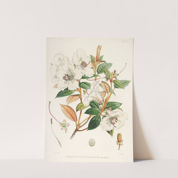 The Rhododendrons of Sikkim-Himalaya Pl.21 by Walter Hood Fitch