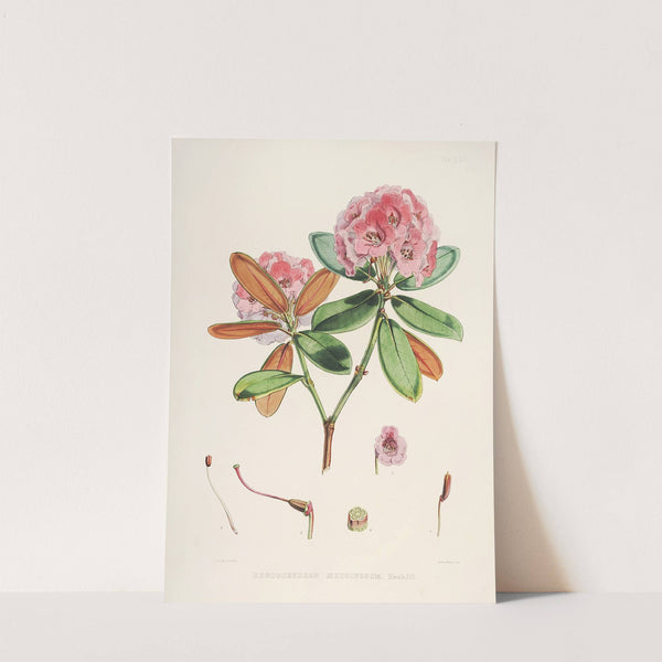 The Rhododendrons of Sikkim-Himalaya Pl.22 by Walter Hood Fitch