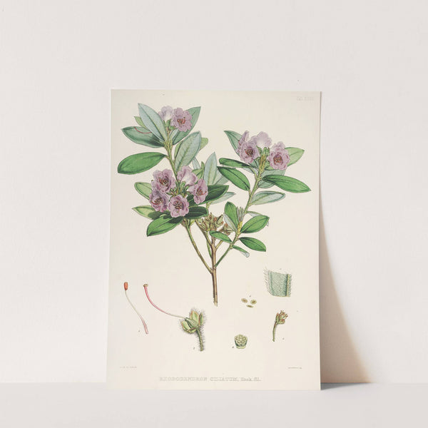 The Rhododendrons of Sikkim-Himalaya Pl.24 by Walter Hood Fitch