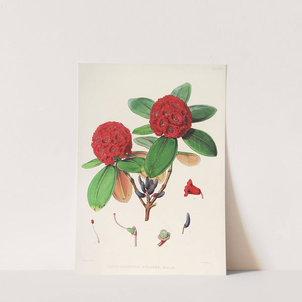 The Rhododendrons of Sikkim-Himalaya Pl.25 by Walter Hood Fitch