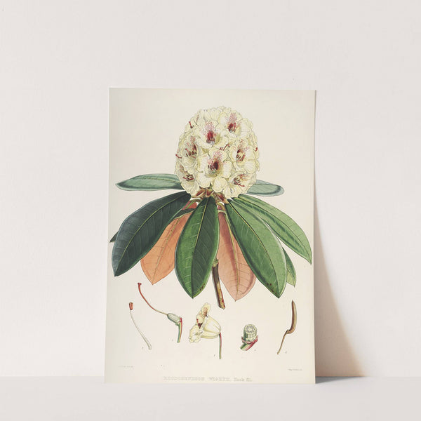 The Rhododendrons of Sikkim-Himalaya Pl.27 by Walter Hood Fitch