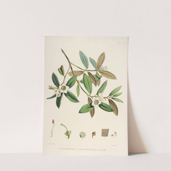 The Rhododendrons of Sikkim-Himalaya Pl.28 by Walter Hood Fitch