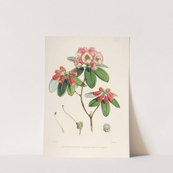 The Rhododendrons of Sikkim-Himalaya Pl.29 by Walter Hood Fitch