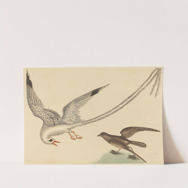 The Rice-bird (Emberiza oryzivora) by Mark Catesby