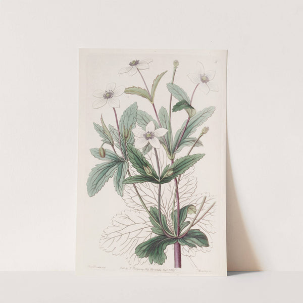 The Rill Anemone by Sydenham Edwards