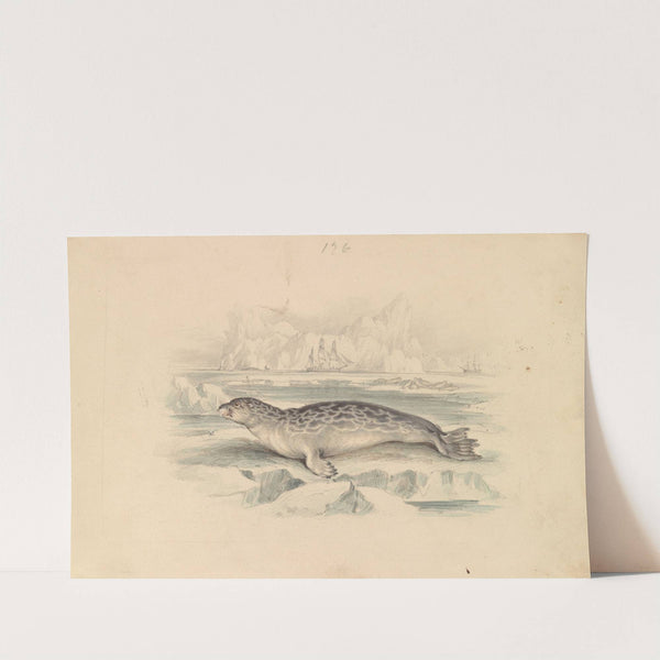 The Ringed Seal by James Stewart