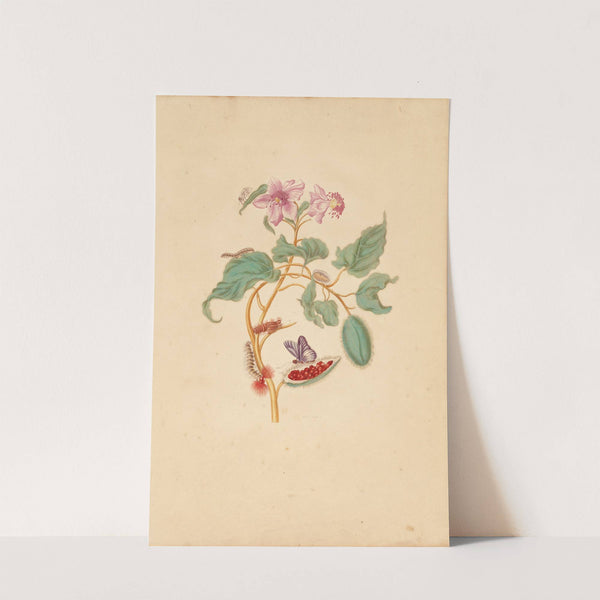 The Rocu Tree with Caterpillars, Moths, and Butterflies (1730-1771) by Maria Sibylla Merian