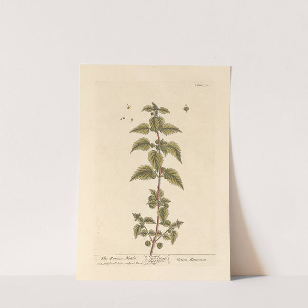 The roman nettle by Elizabeth Blackwell