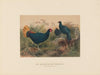 The Rufous-tailed Pheasant