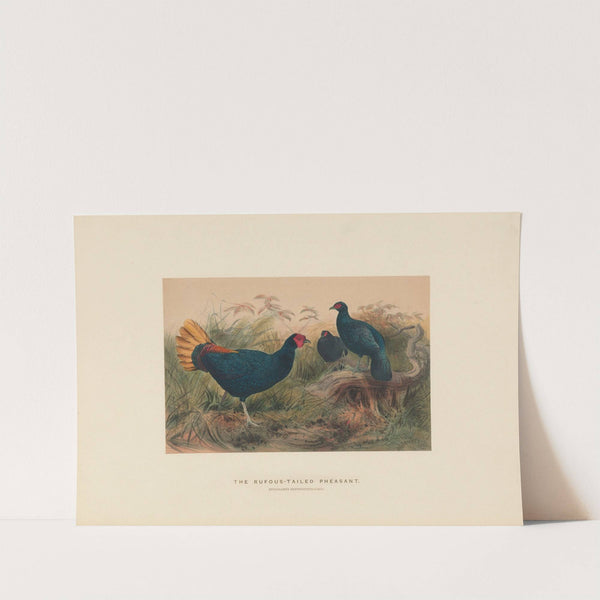 The Rufous-tailed Pheasant by Joseph Wolf