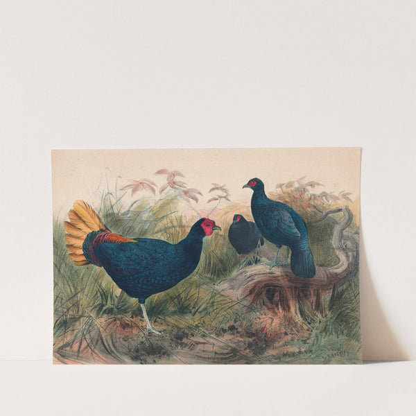 The Rufous-Tailed Pheasant by Joseph Wolf