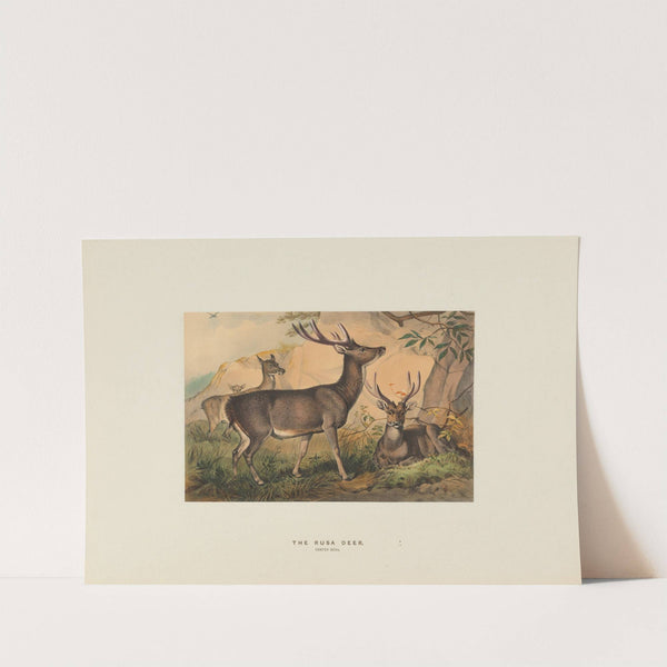 The Rusa Deer by Joseph Wolf