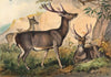 The Rusa Deer