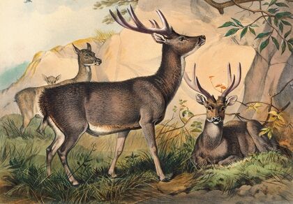 The Rusa Deer