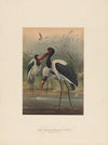 The Saddle-billed Stork