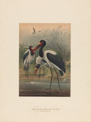 The Saddle-billed Stork