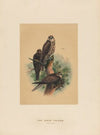The Saker Falcon