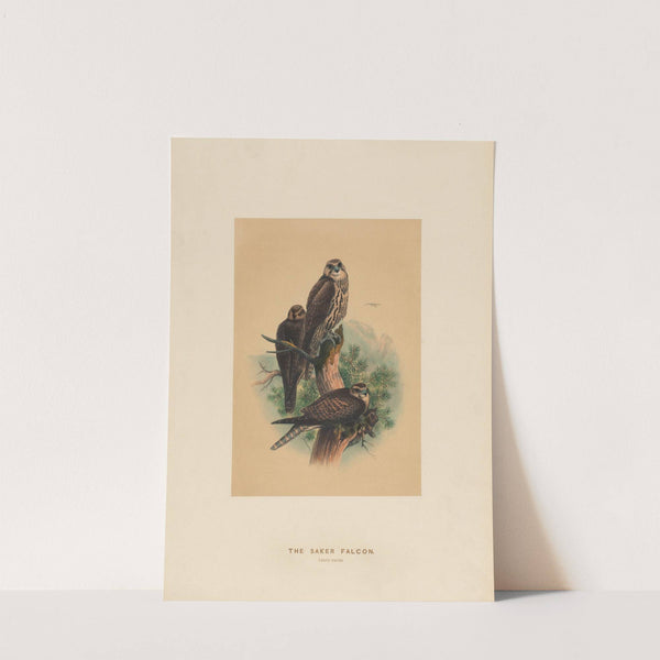 The Saker Falcon by Joseph Wolf