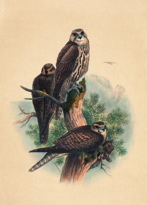 The Saker Falcon