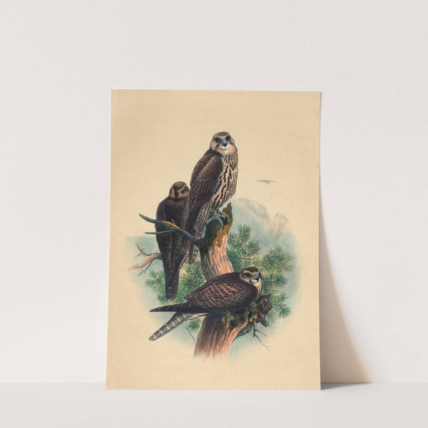 The Saker Falcon by Joseph Wolf