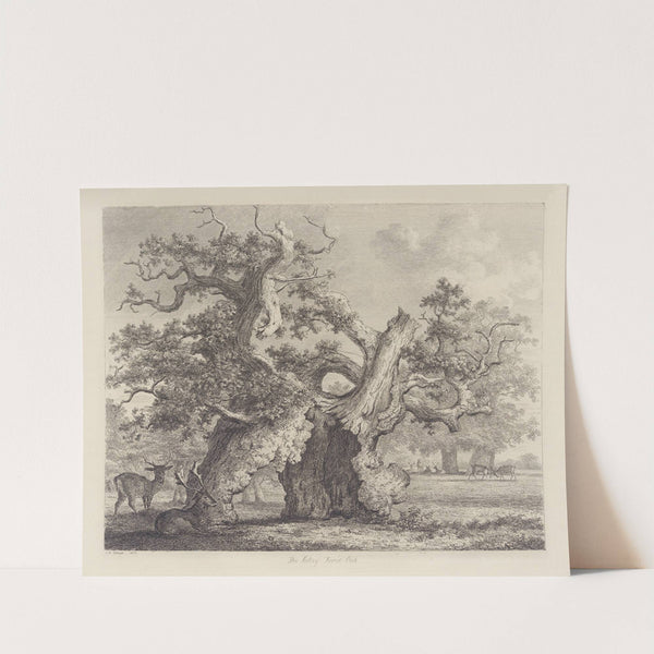 The Salcey Forest Oak by Jacob George Strutt