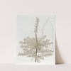 The Sandwich Island-Tee-Plant by Sydenham Edwards
