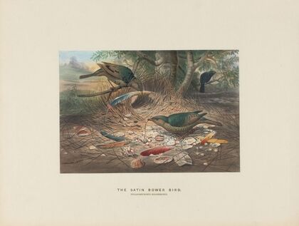 The Satin Bower-bird