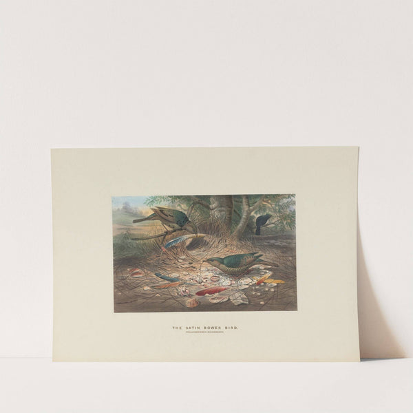 The Satin Bower-bird by Joseph Wolf