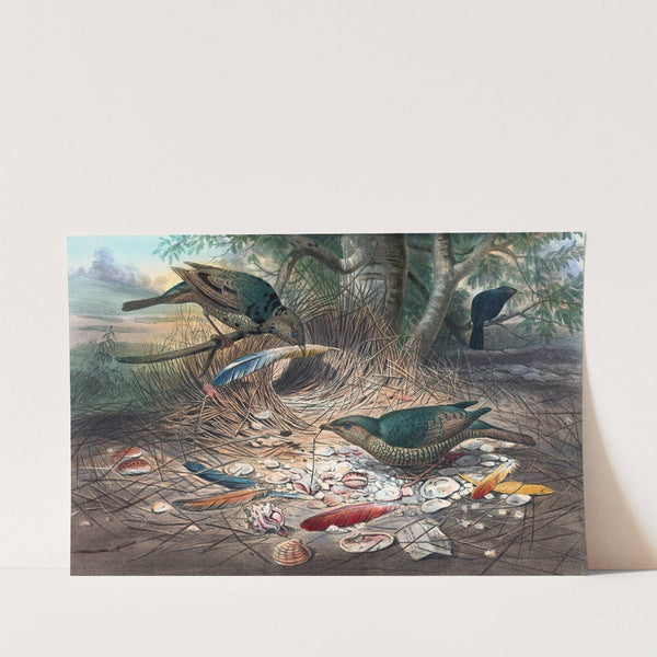 The Satin Bower-Bird by Joseph Wolf