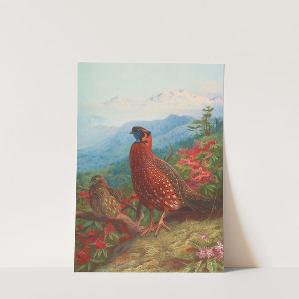 The Satyr Tragopan (1918-1922) by Archibald Thorburn