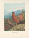 The Satyr Tragopan (Tragopan satyra). (1918-1922)