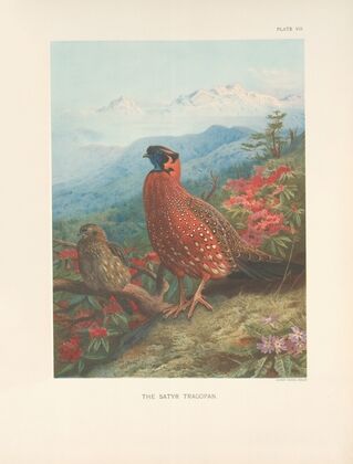 The Satyr Tragopan (Tragopan satyra). (1918-1922)