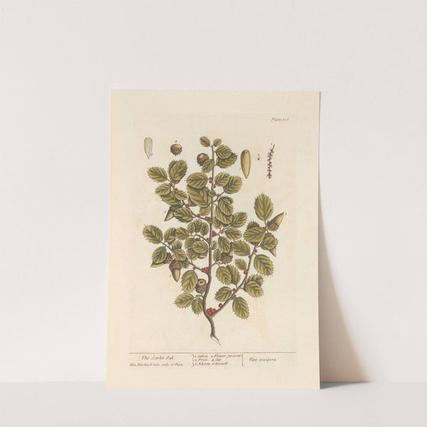 The scarlet oak by Elizabeth Blackwell