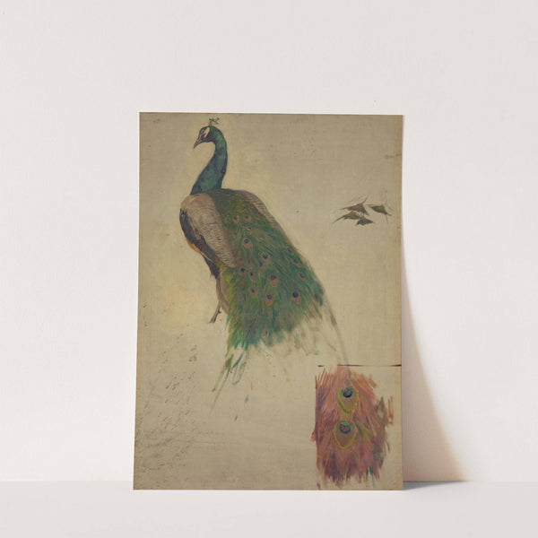 The sciences, study for peacock in tympanum (1896) by Kenyon Cox