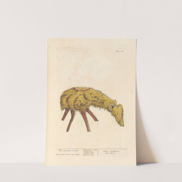 The scythian lamb by Elizabeth Blackwell