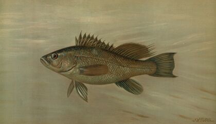 The Sea Bass, Centropristes striatus.