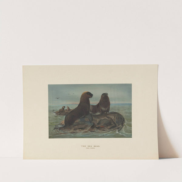 The Sea-bear by Joseph Wolf