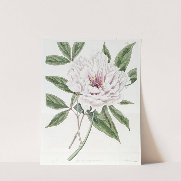 The Semi-Double Tree Paeony by Sydenham Edwards