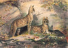 The Serval