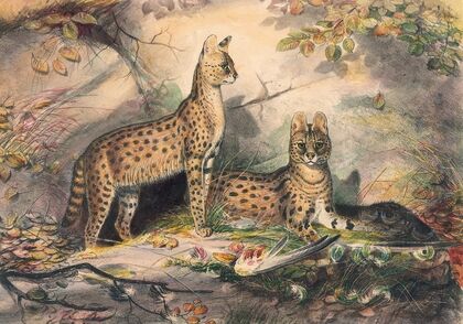 The Serval