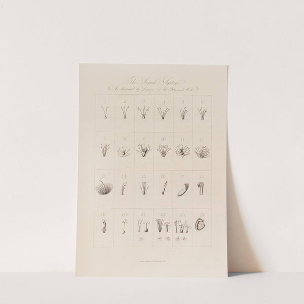 The Sexual System As illustrated by Linnaeus in his Botanical Works (1799–1810) by Robert John Thornton