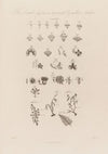 The Sexual System as represented by modern Authors (1799–1810)