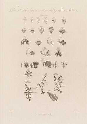 The Sexual System as represented by modern Authors (1799–1810)