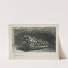 The Shell by Rembrandt van Rijn