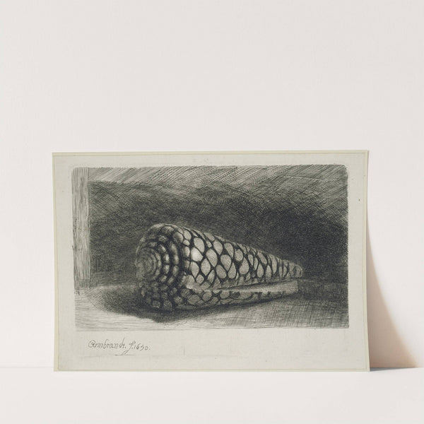 The Shell by Rembrandt van Rijn