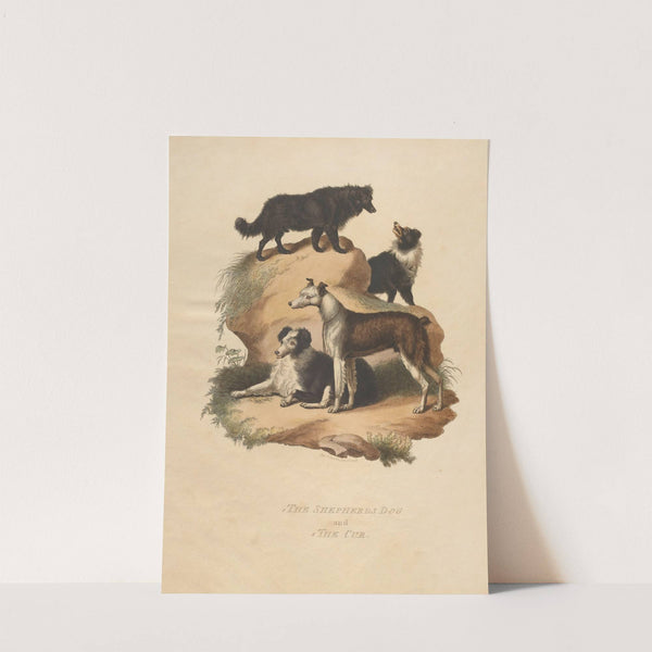 The Shepherds Dog and The Cur (1800) by Sydenham Edwards