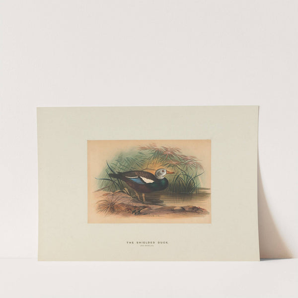 The Shielded Duck by Joseph Wolf