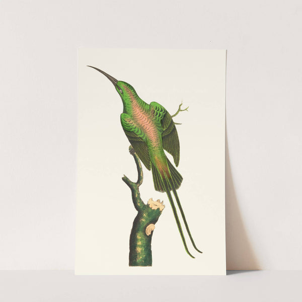 THE SHINING CREEPER (1789-1813) by George Shaw