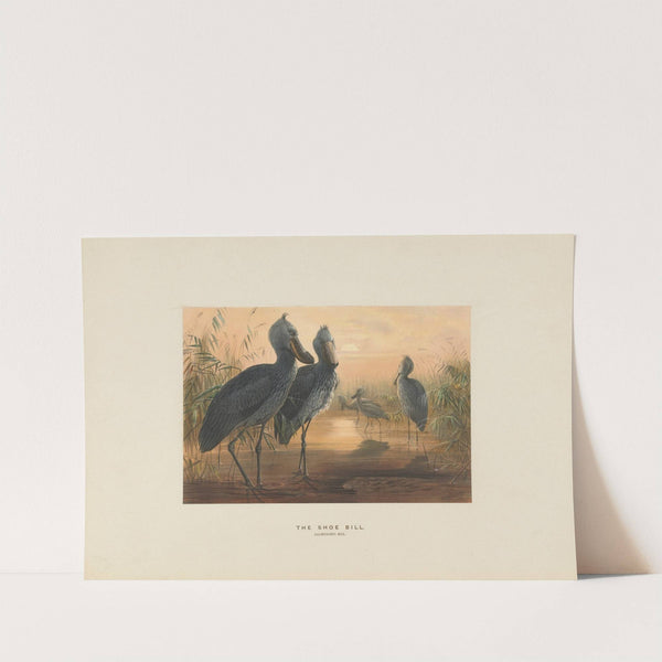 The Shoe-Bill by Joseph Wolf